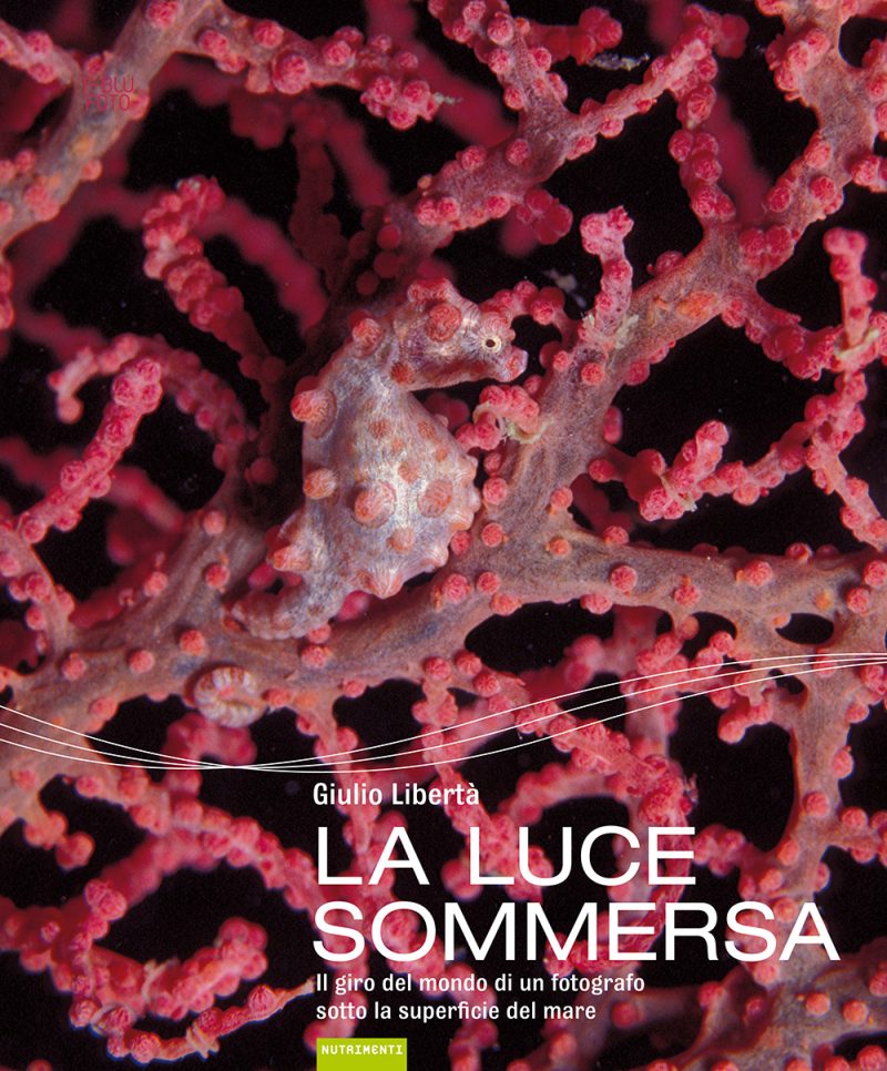 In copertina un cavalluccio marino si mimetizza tra i rosa e rossi coralli