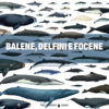 In copertina illustrazione che rappresenta luoghi e rotte descritte nel libro
